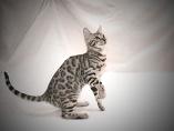 Patrica Ridenour_Bengal cats_TICA